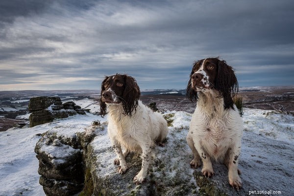 Top Dog Breeds Loved by Families with Children