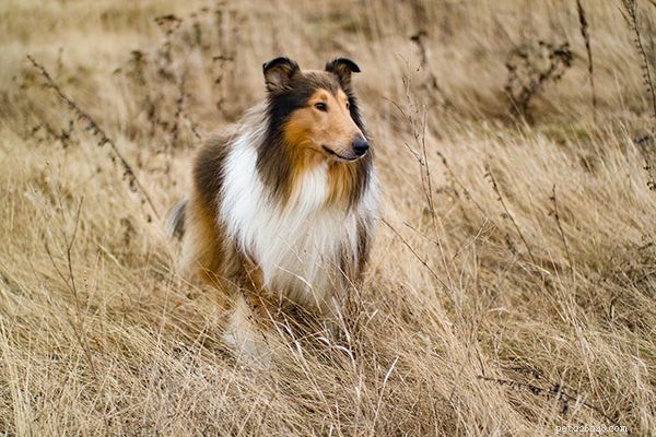 Top Dog Breeds Loved by Families with Children