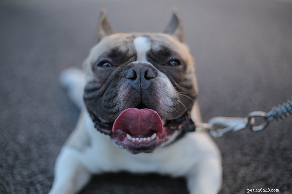 Top Dog Breeds Loved by Families with Children