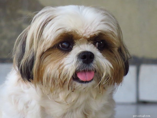 The Ultimate Shih Tzu Bath Guide: Pro Tips for Clean, Healthy Pups