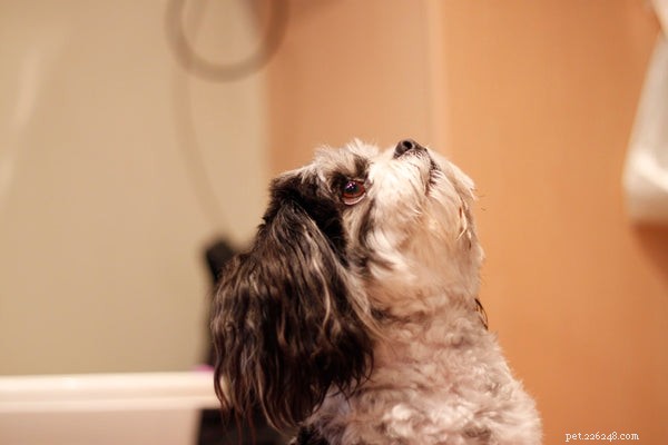 The Ultimate Shih Tzu Bath Guide: Pro Tips for Clean, Healthy Pups