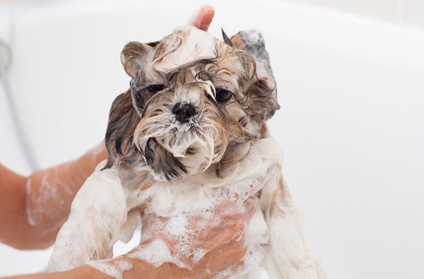 The Ultimate Shih Tzu Bath Guide: Pro Tips for Clean, Healthy Pups