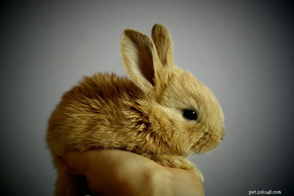 Understanding Rabbit Anatomy: What Every Owner Should Know