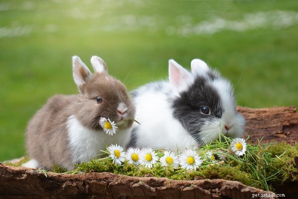 Understanding Rabbit Anatomy: What Every Owner Should Know