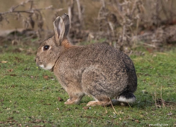 Understanding Rabbit Anatomy: What Every Owner Should Know