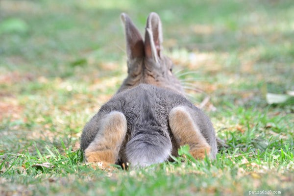 Understanding Rabbit Anatomy: What Every Owner Should Know
