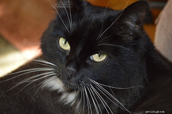 Unveiling Cat Cognition: How Your Feline Truly Sees You