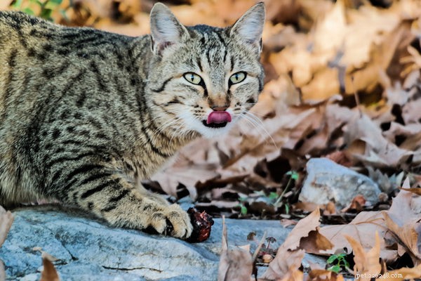 Unlock the Secrets to Optimal Feline Nutrition
