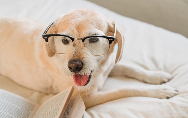 How to Keep Your Senior Dog Sharp: Proven Strategies to Prevent Cognitive Decline