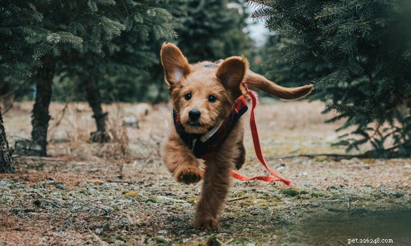 How to Keep Your Senior Dog Sharp: Proven Strategies to Prevent Cognitive Decline