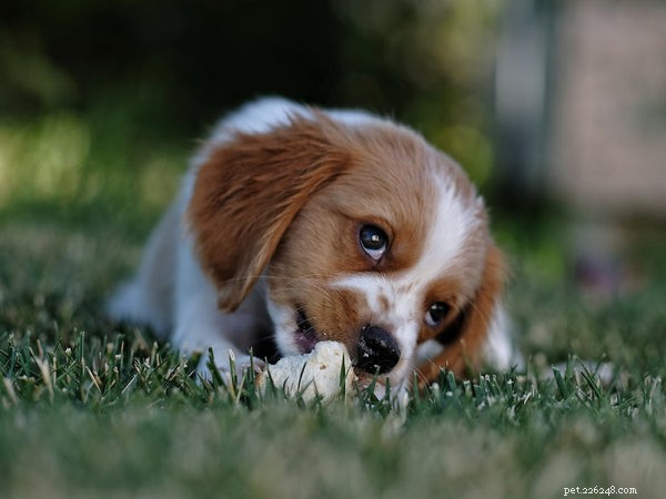 How to Keep Your Senior Dog Sharp: Proven Strategies to Prevent Cognitive Decline