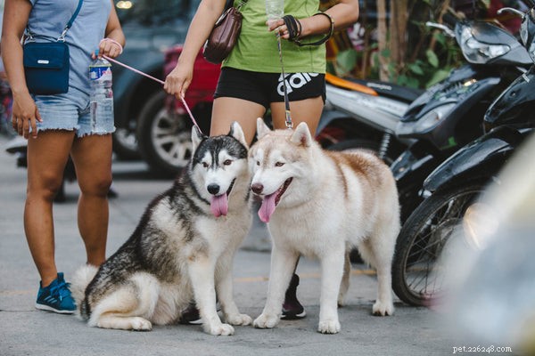 Scientific Evidence Shows Pets Enhance Well‑Being and Happiness