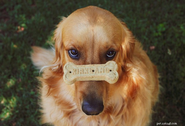 National Dog Training Month: Essential Puppy Training Tips for a Happy, Well‑Behaved Companion