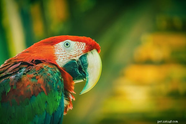 The Remarkable Intelligence of Birds: Why They Make Smart Pets
