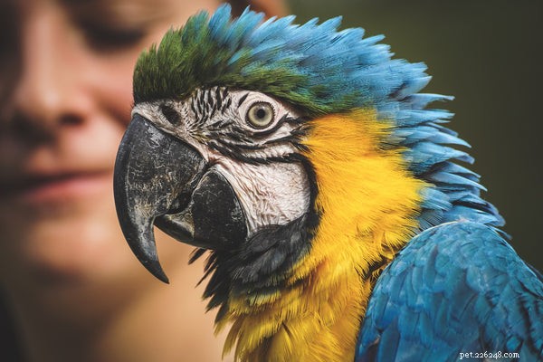 The Remarkable Intelligence of Birds: Why They Make Smart Pets