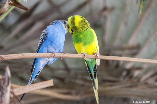 The Remarkable Intelligence of Birds: Why They Make Smart Pets