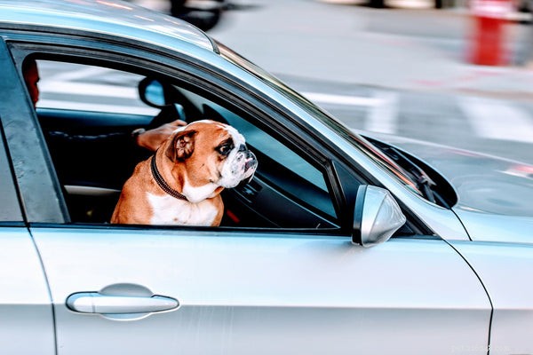 Top Tips for Stress‑Free Travel with Your Pet