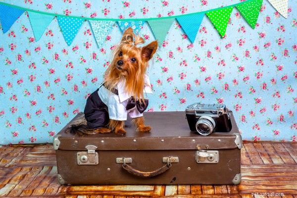 Top Tips for Stress‑Free Travel with Your Pet