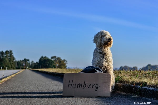 Top Tips for Stress‑Free Travel with Your Pet