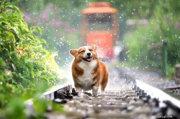 Top Tips for Stress‑Free Travel with Your Pet