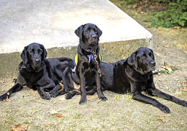 Top Tips for Stress‑Free Travel with Your Pet