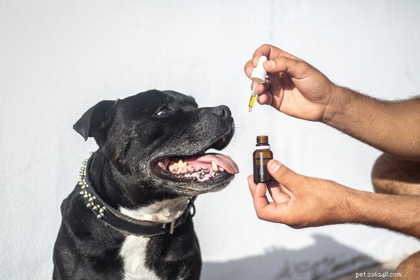 The Rising Popularity of CBD Hemp Oil in Canine Health