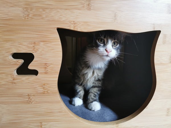 Why Cats Make Ideal First Pets: 5 Compelling Reasons