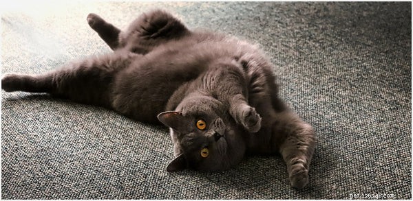 Why Cats Make Ideal First Pets: 5 Compelling Reasons