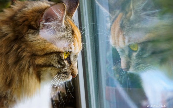 Why Cats Make Ideal First Pets: 5 Compelling Reasons