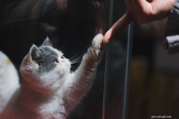 Why Cats Make Ideal First Pets: 5 Compelling Reasons