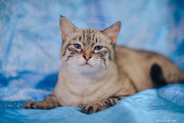 Why Cats Make Ideal First Pets: 5 Compelling Reasons