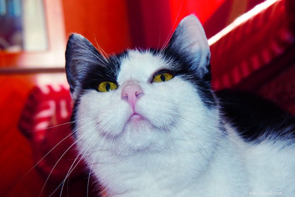 Why Cats Make Ideal First Pets: 5 Compelling Reasons