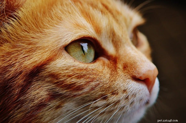 Why Cats Make Ideal First Pets: 5 Compelling Reasons