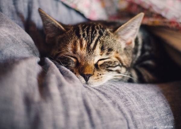 The Health and Happiness Benefits of Owning a Cat