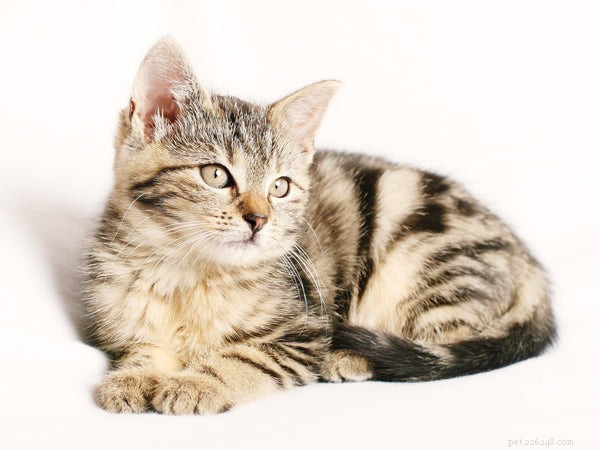 The Health and Happiness Benefits of Owning a Cat