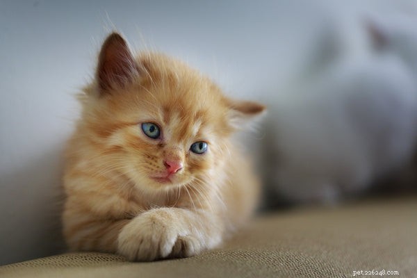 The Health and Happiness Benefits of Owning a Cat