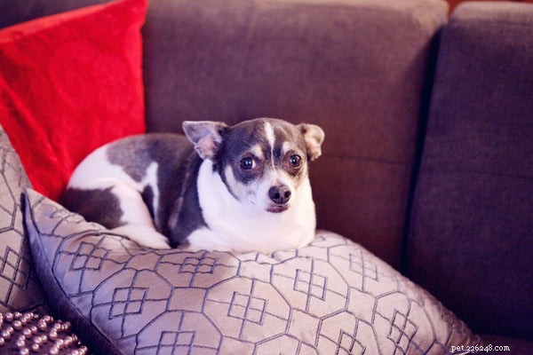 Preventing Dog Obesity: Proven Strategies for a Healthier, Longer Life
