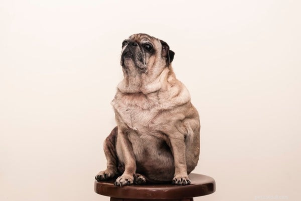 Preventing Dog Obesity: Proven Strategies for a Healthier, Longer Life