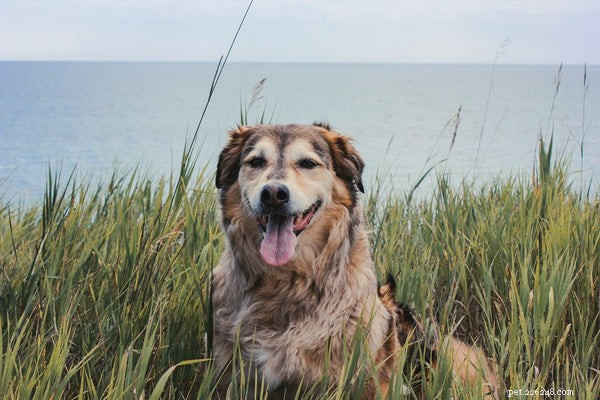 Preventing Dog Obesity: Proven Strategies for a Healthier, Longer Life