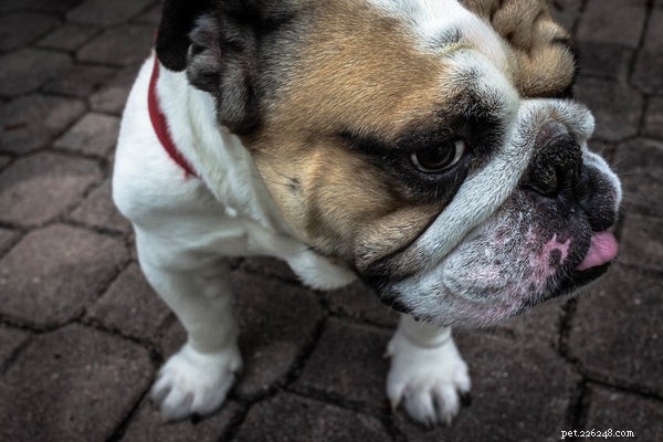 Preventing Dog Obesity: Proven Strategies for a Healthier, Longer Life