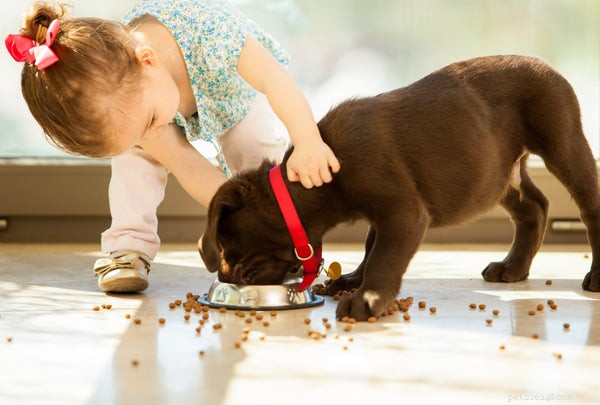 Choosing the Right Dog Food: Why Quality Matters