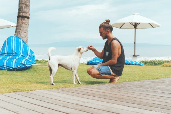 Choosing the Right Dog Food: Why Quality Matters