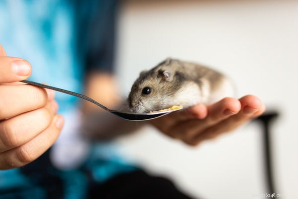 Best First Pets for Children: Loving, Safe, and Responsible Choices