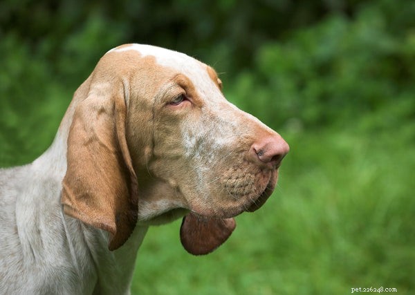 Top 5 Highly Intelligent Dog Breeds for Smart Owners