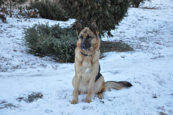 Top 5 Highly Intelligent Dog Breeds for Smart Owners
