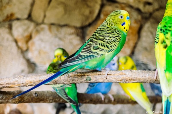 Proven Tips for Keeping Your Bird Healthy and Thriving