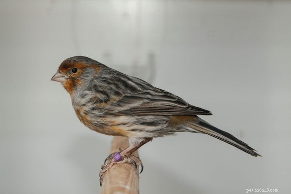 Proven Tips for Keeping Your Bird Healthy and Thriving