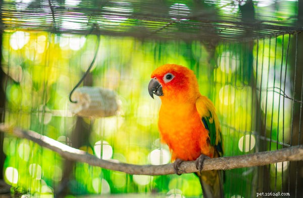 Proven Tips for Keeping Your Bird Healthy and Thriving
