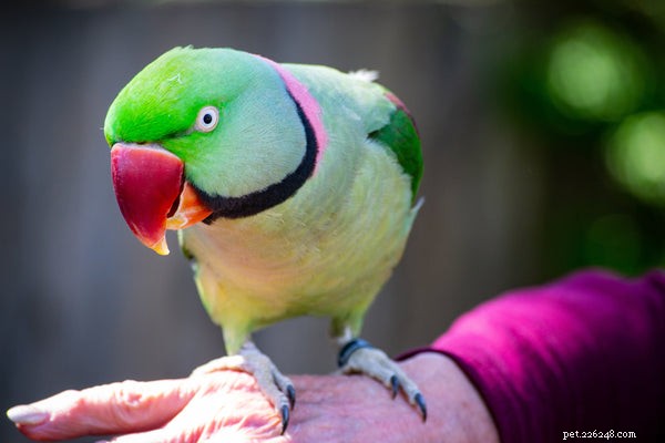 Proven Tips for Keeping Your Bird Healthy and Thriving
