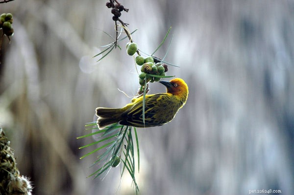 Proven Tips for Keeping Your Bird Healthy and Thriving